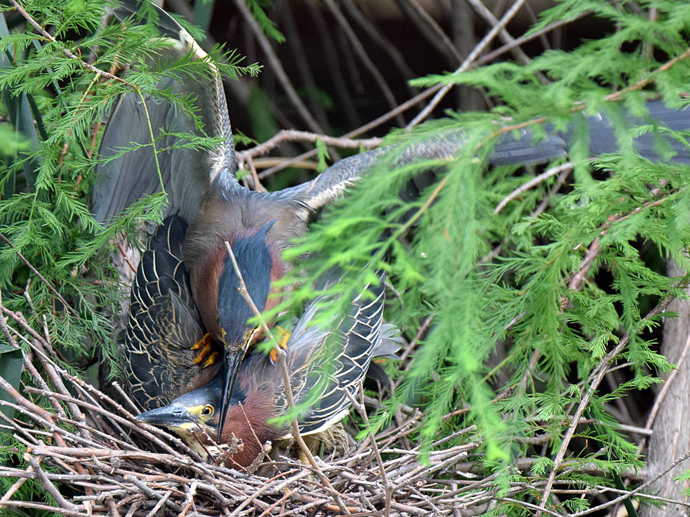GreenHeron5.jpg