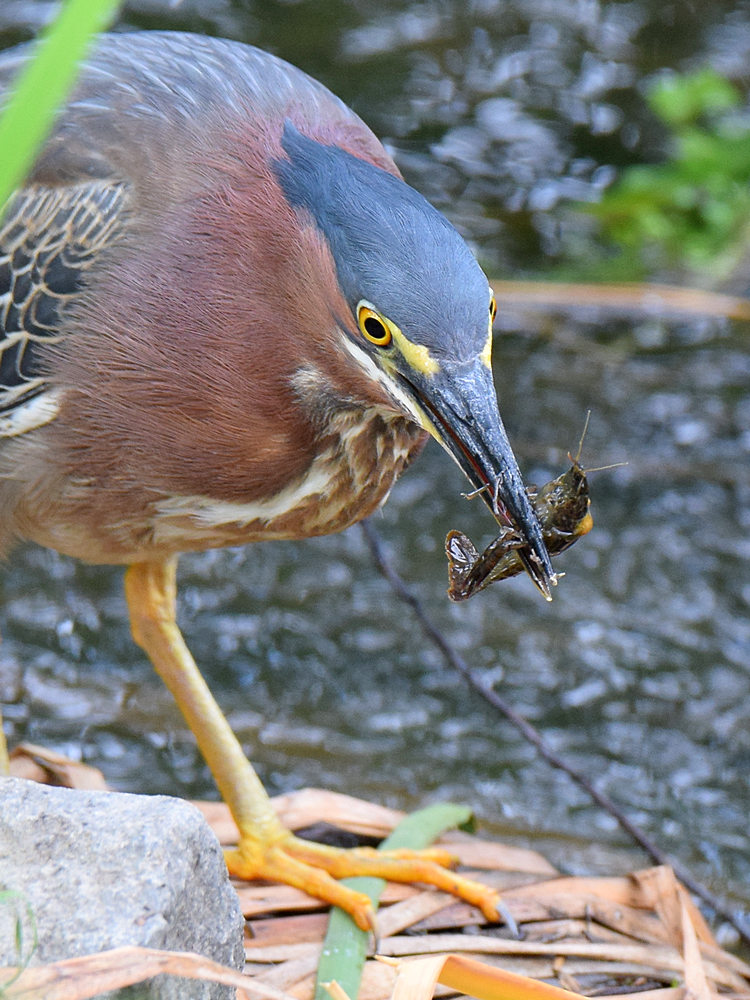 GreenHeron5.jpg