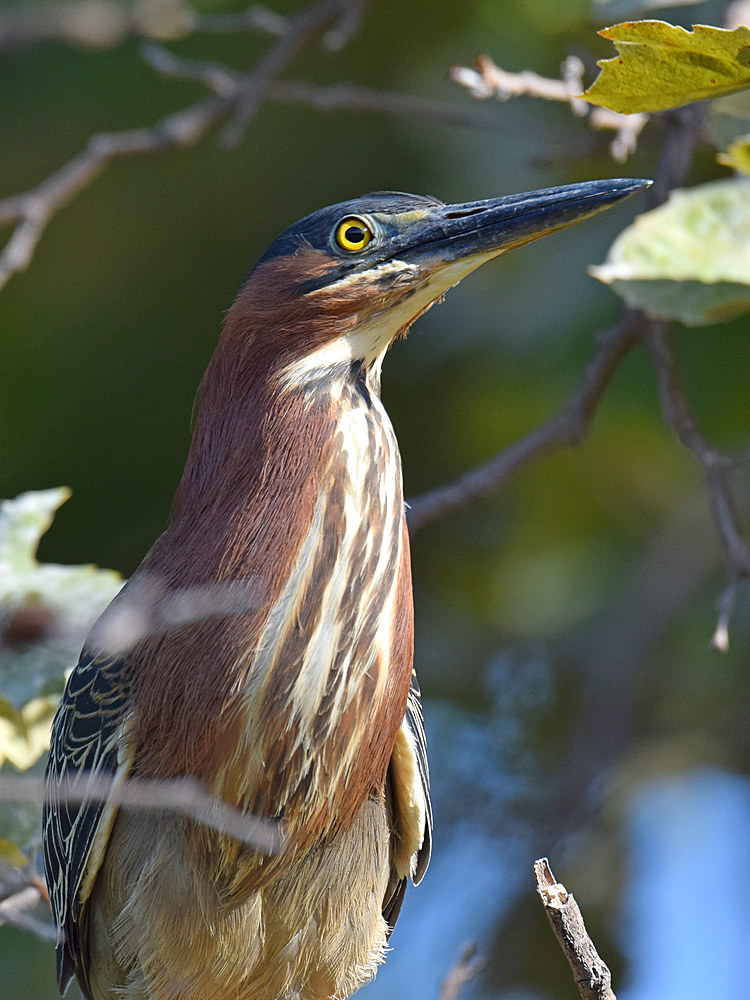 GreenHeron5.jpg