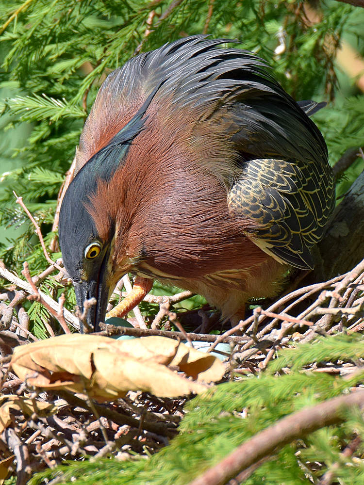 GreenHeron5.jpg