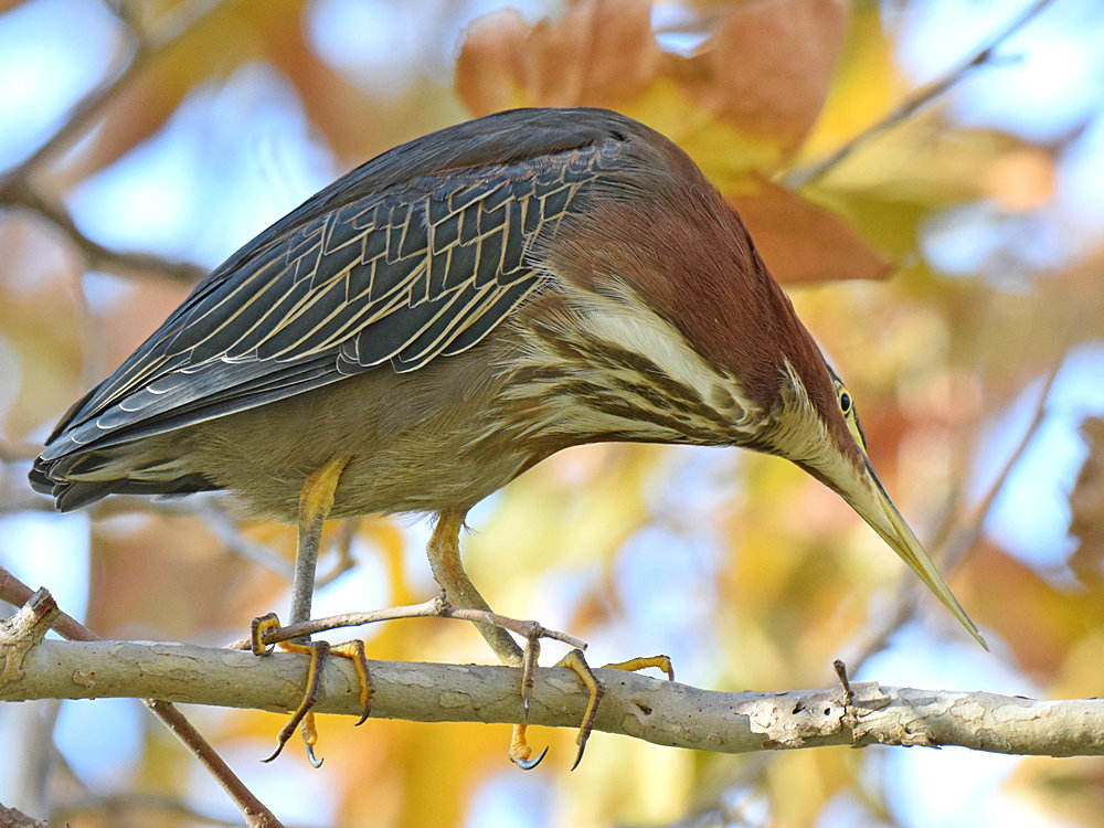GreenHeron5.jpg