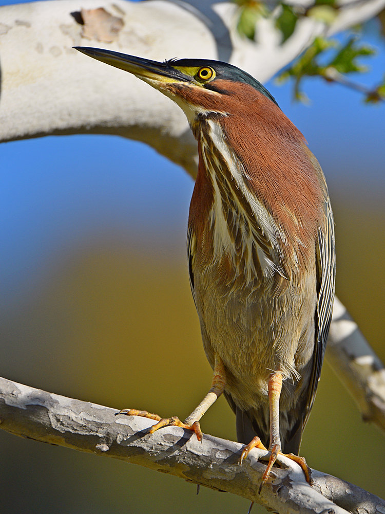 GreenHeron5.jpg