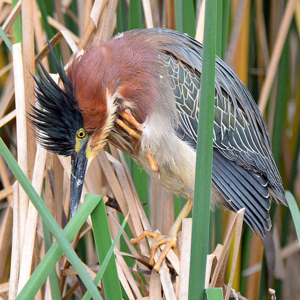 GreenHeron5.jpg