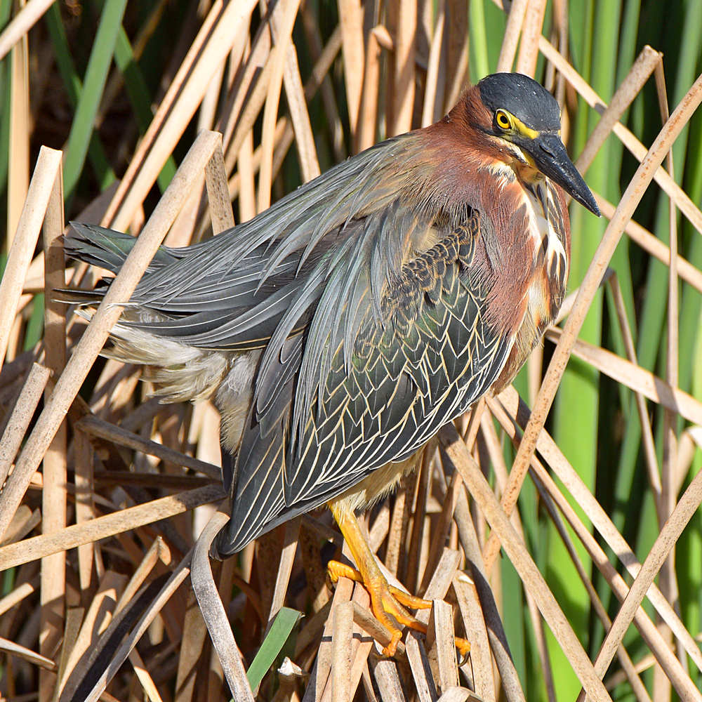 GreenHeron5.jpg