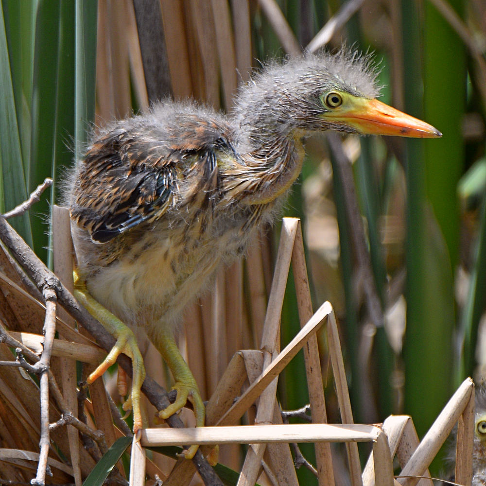 GreenHeron5.jpg