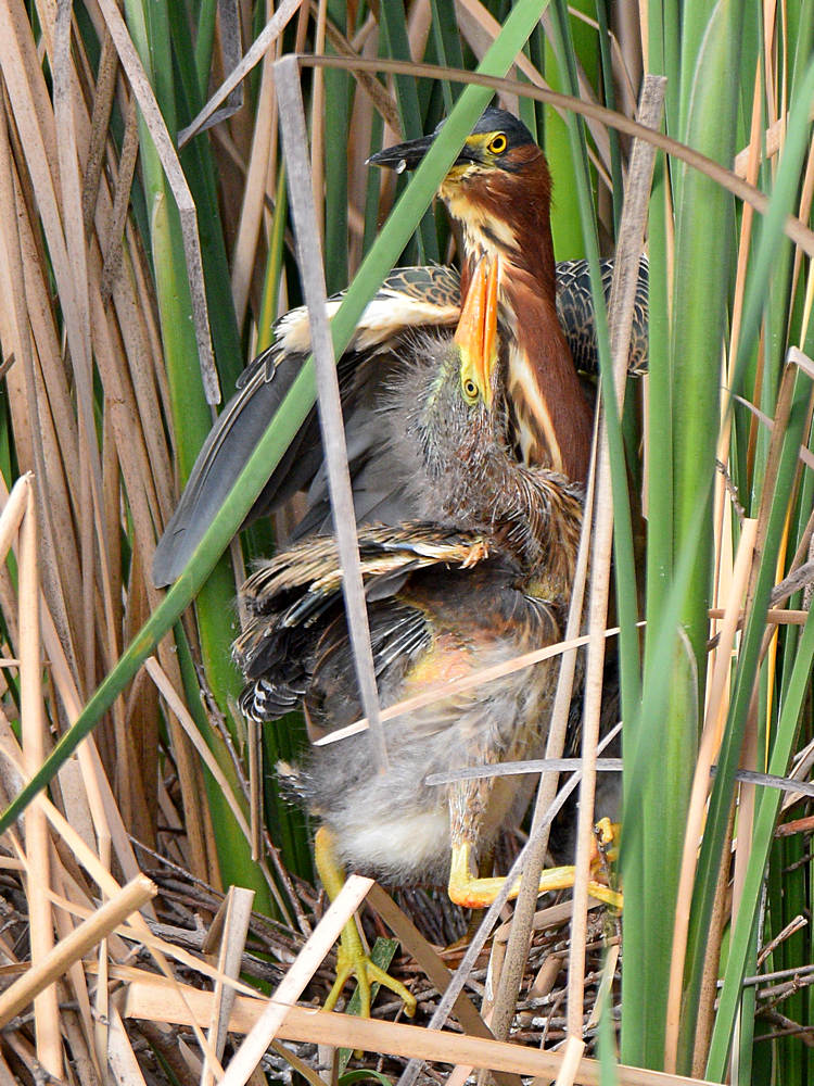 GreenHeron5.jpg