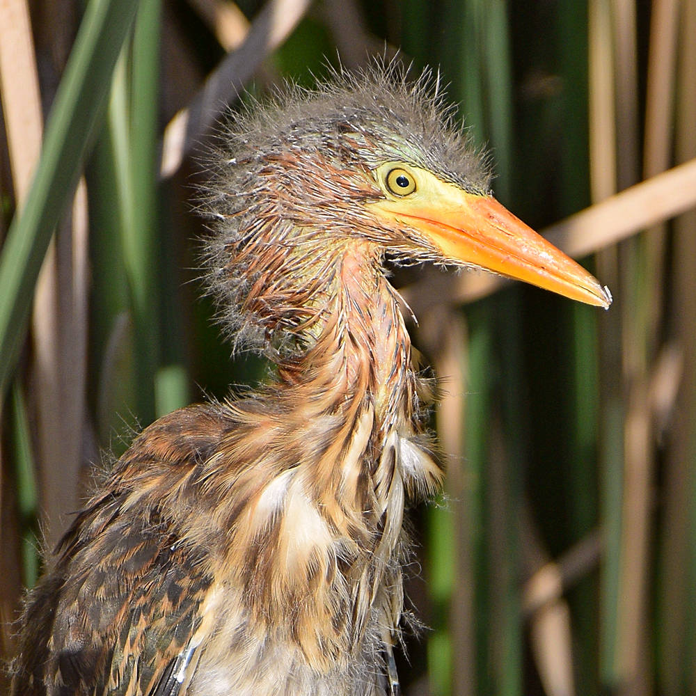 GreenHeron5.jpg