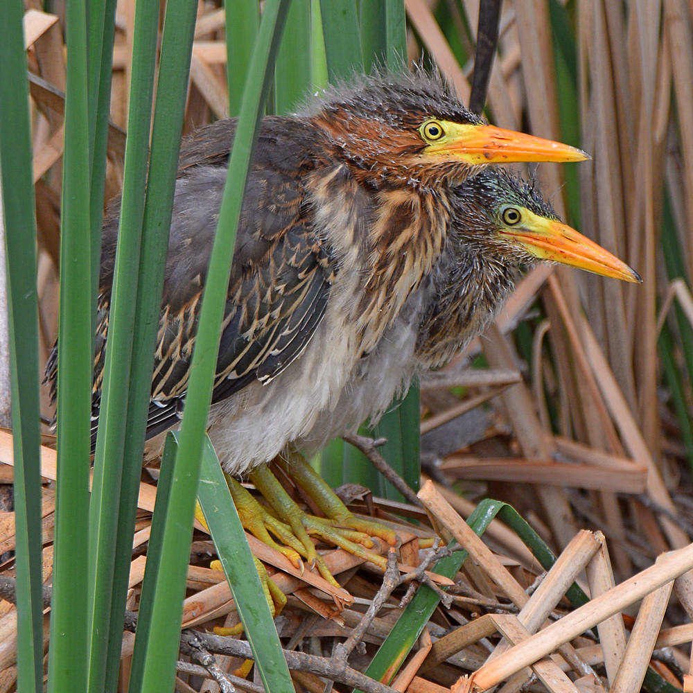 GreenHeron5.jpg