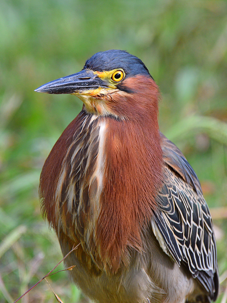 GreenHeron5.jpg