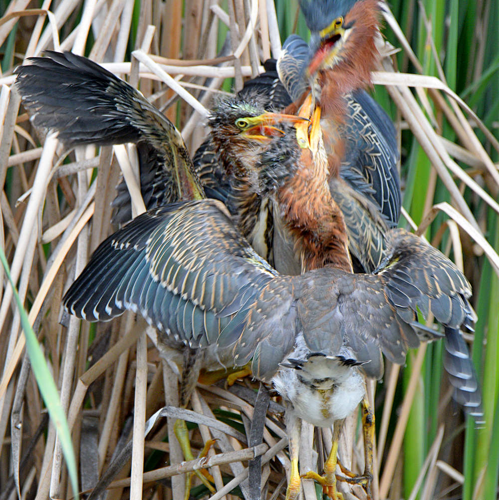 GreenHeron5.jpg