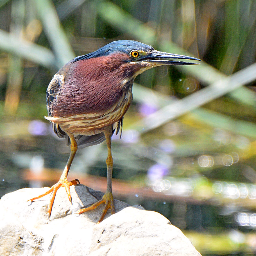 GreenHeron5.jpg