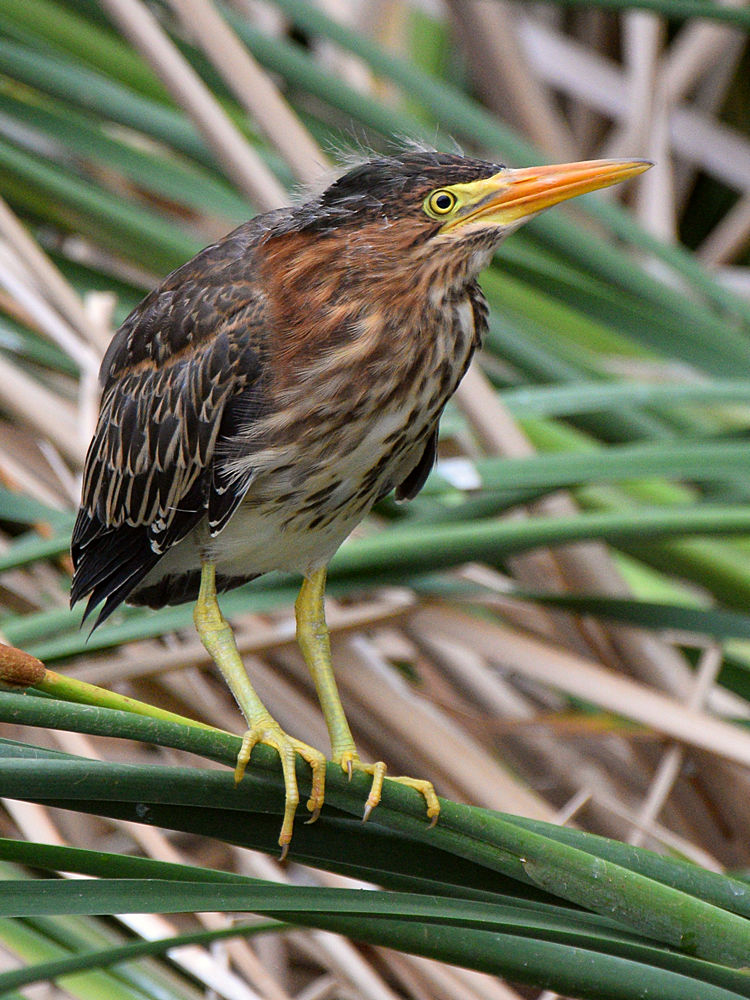 GreenHeron5.jpg