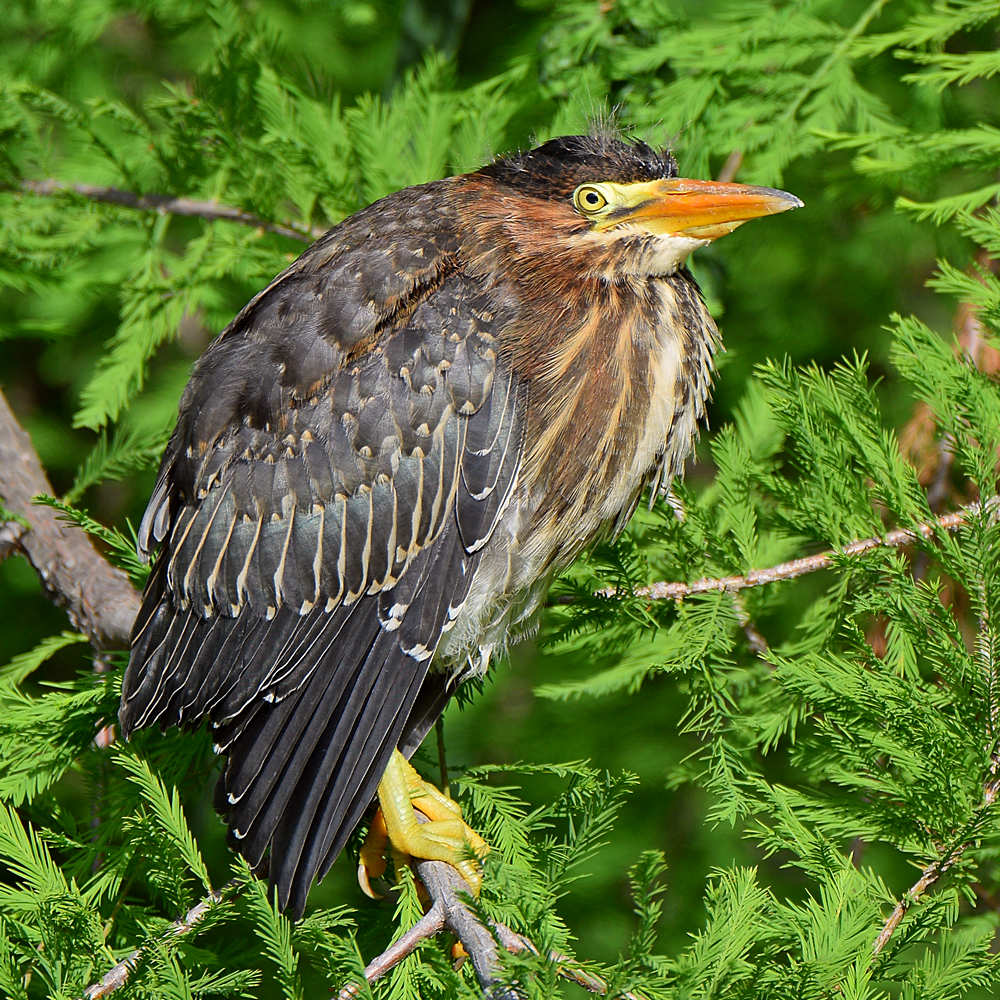 GreenHeron5.jpg