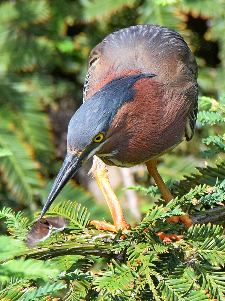 GreenHeron5.jpg