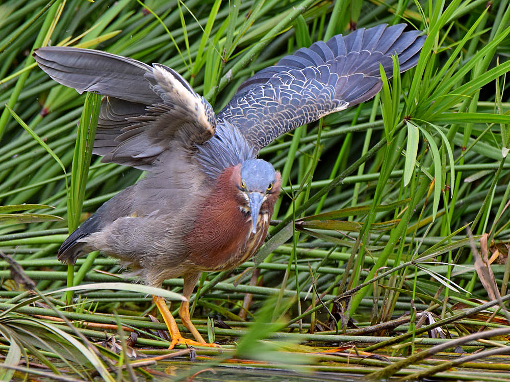 GreenHeron5.jpg
