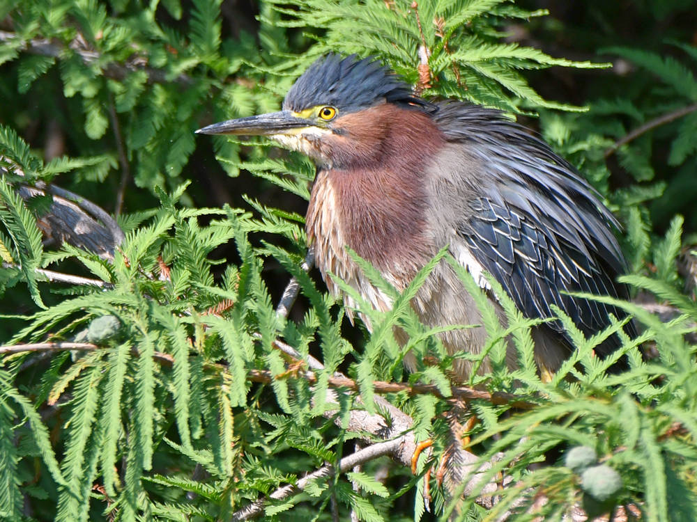 GreenHeron5.jpg