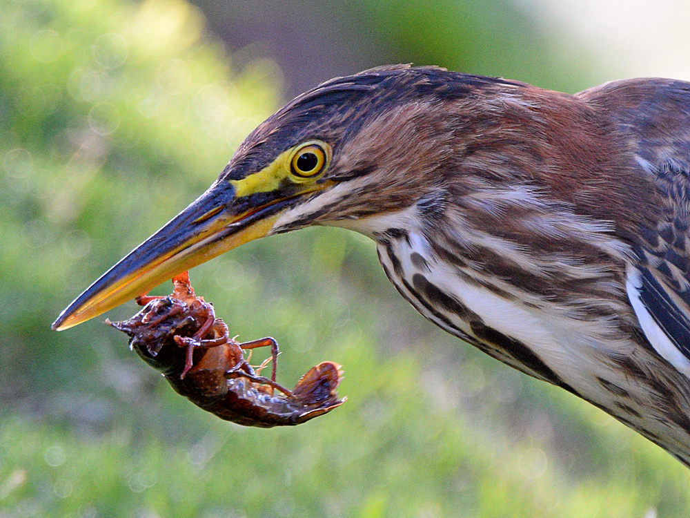 GreenHeron5.jpg