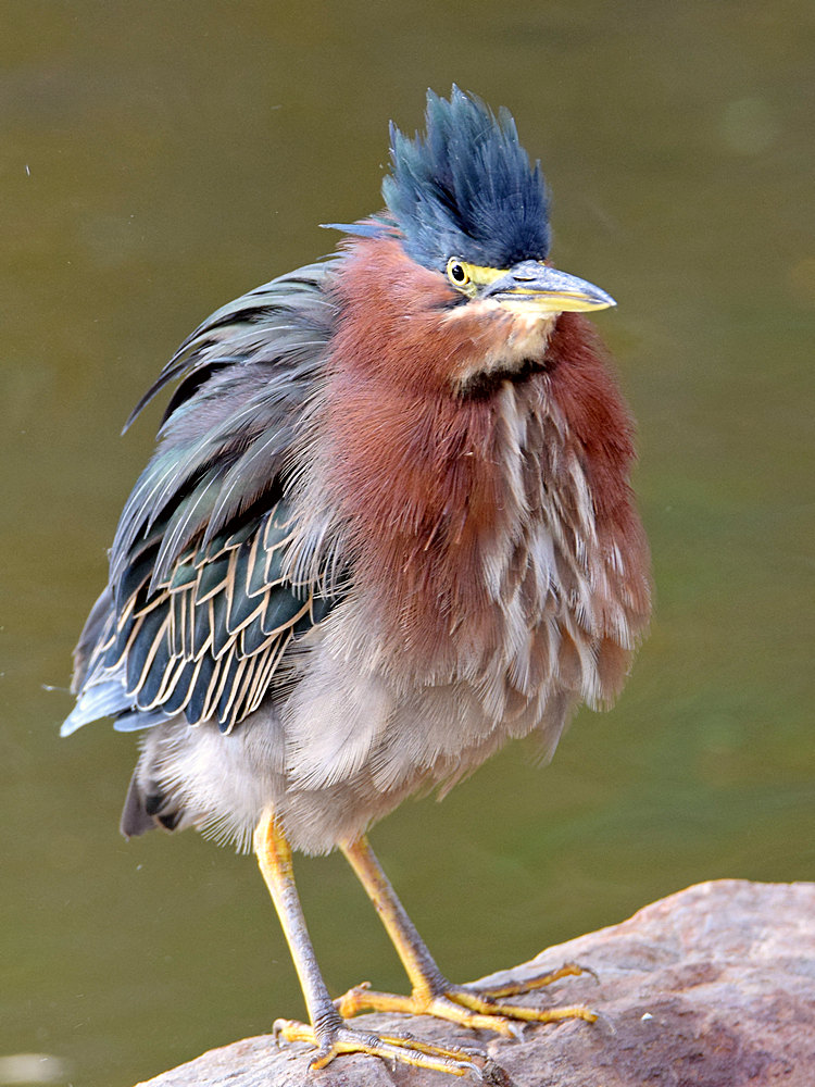 GreenHeron5.jpg
