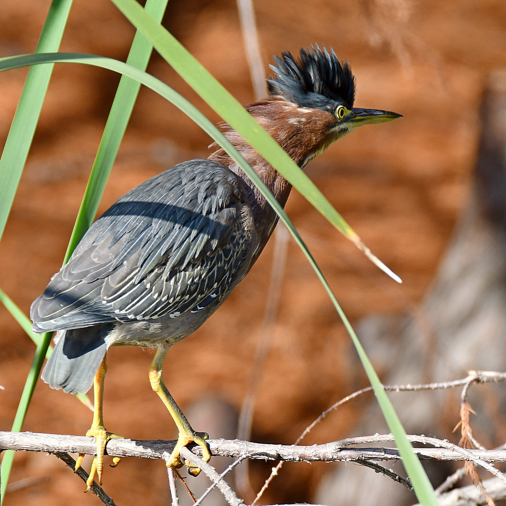 GreenHeron5.jpg