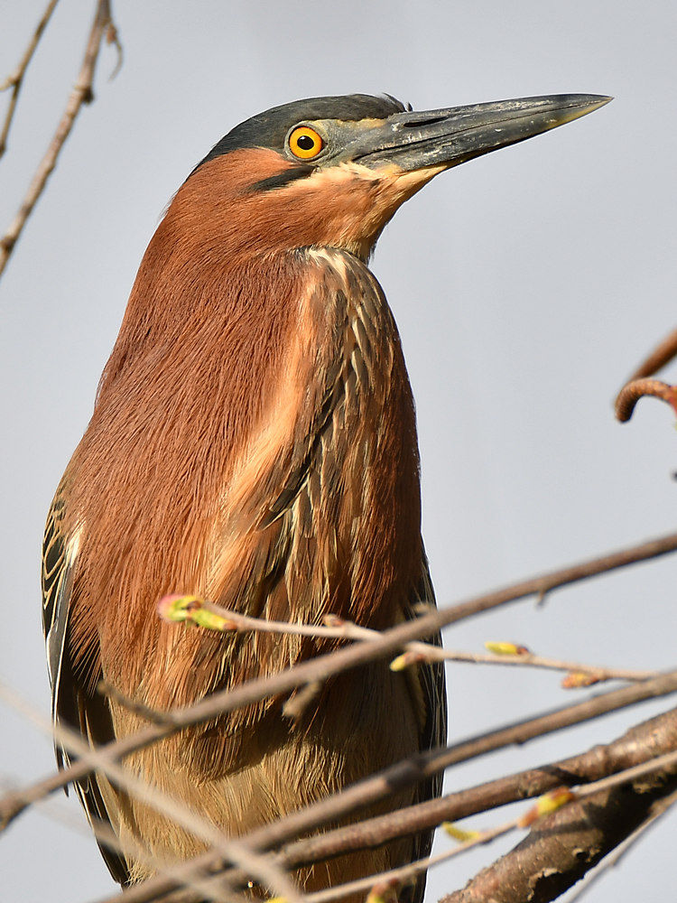 GreenHeron5.jpg