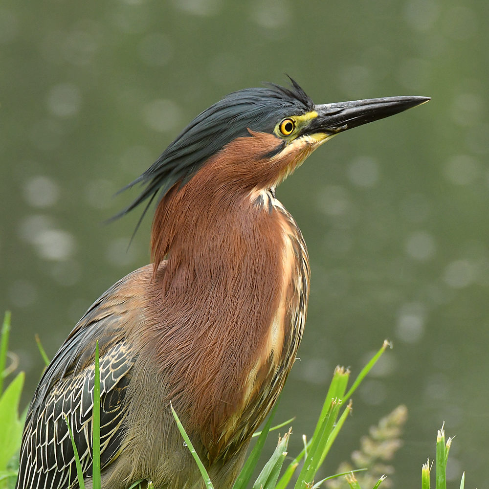 GreenHeron5.jpg