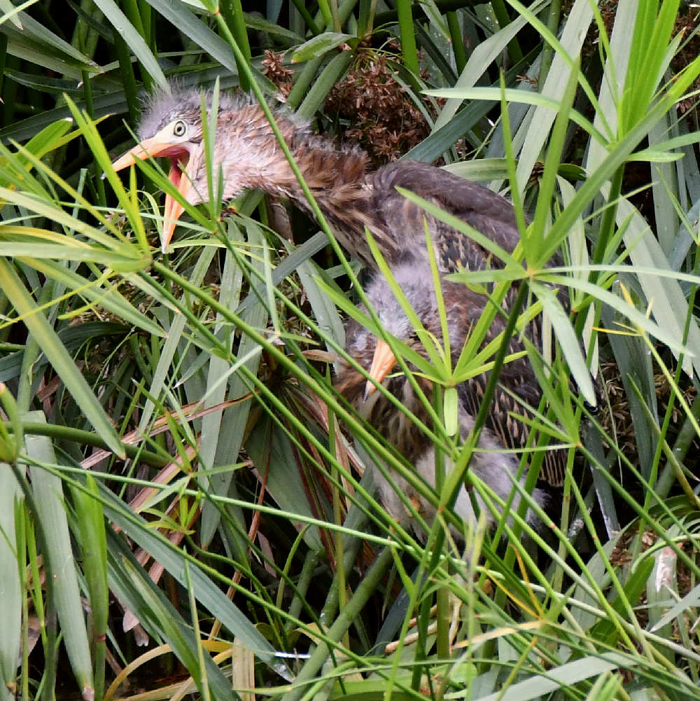 GreenHeron5.jpg