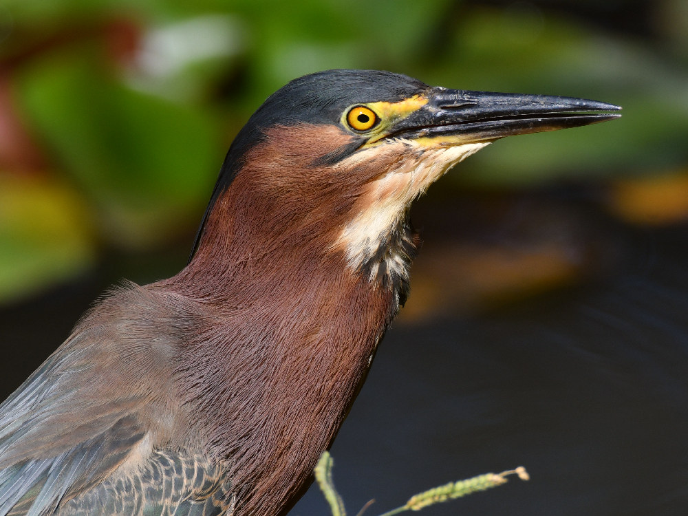 GreenHeron5.jpg