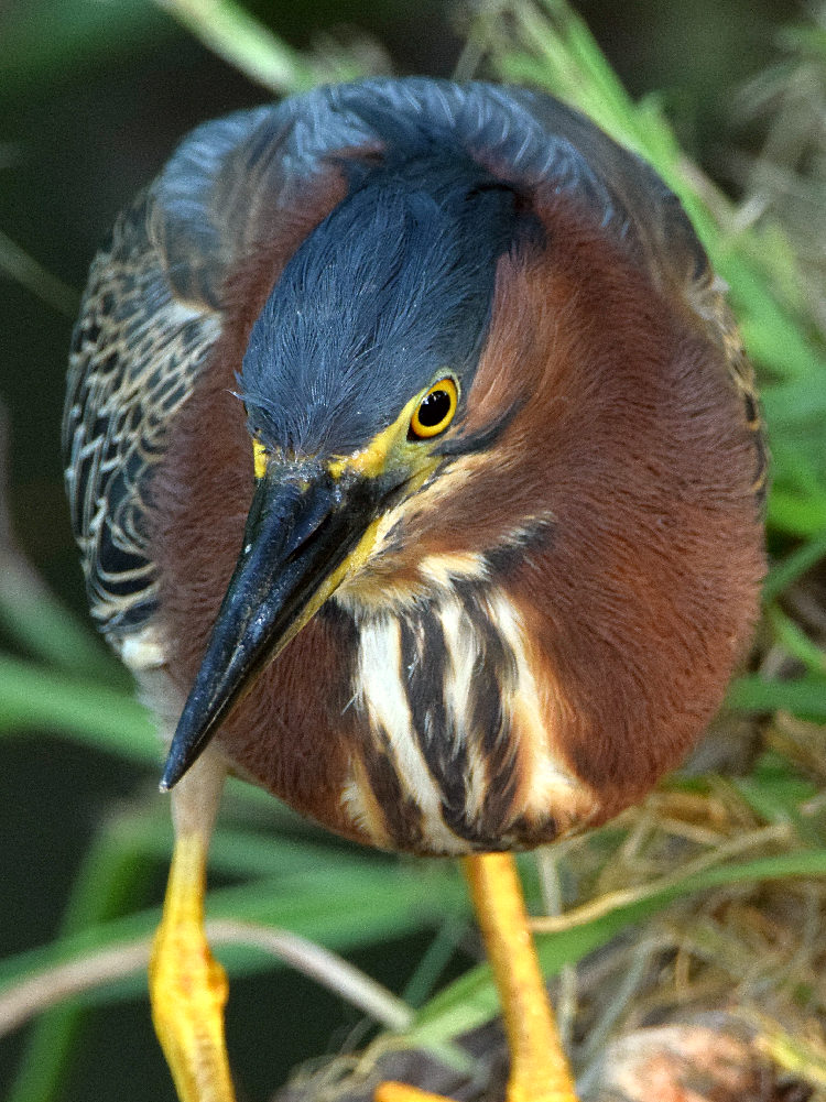GreenHeron5.jpg