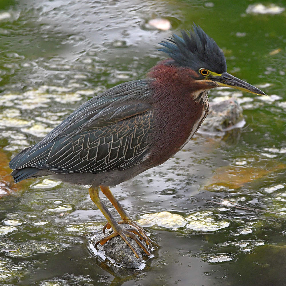 GreenHeron5.jpg