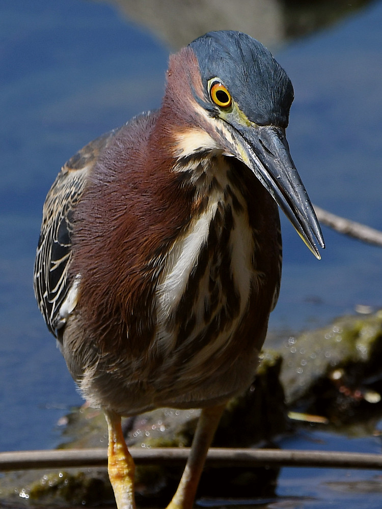GreenHeron5.jpg