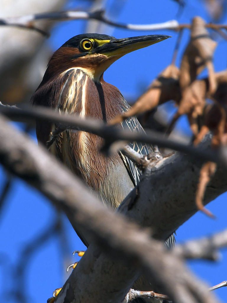 GreenHeron5.jpg