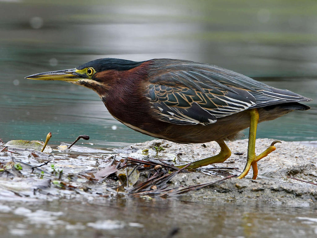 GreenHeron5.jpg