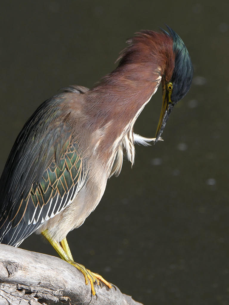 GreenHeron5.jpg