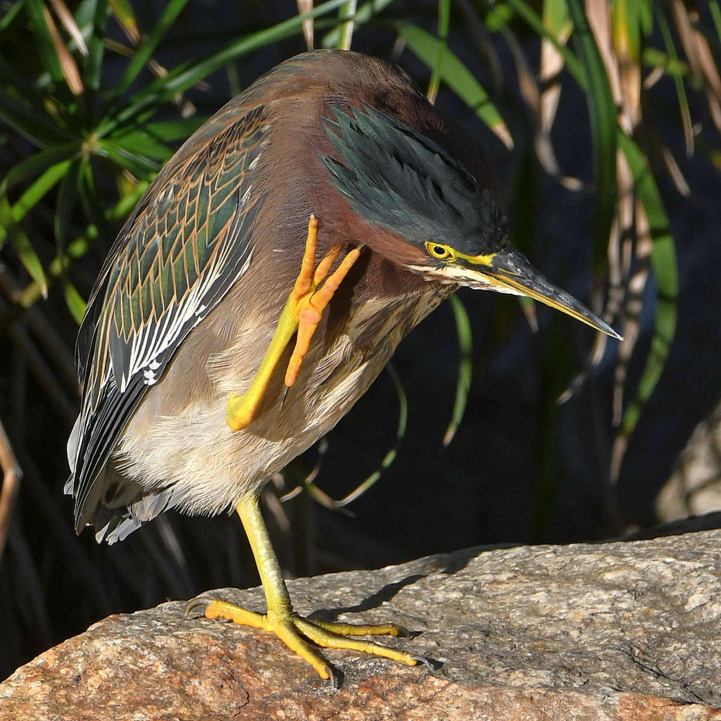 GreenHeron5.jpg
