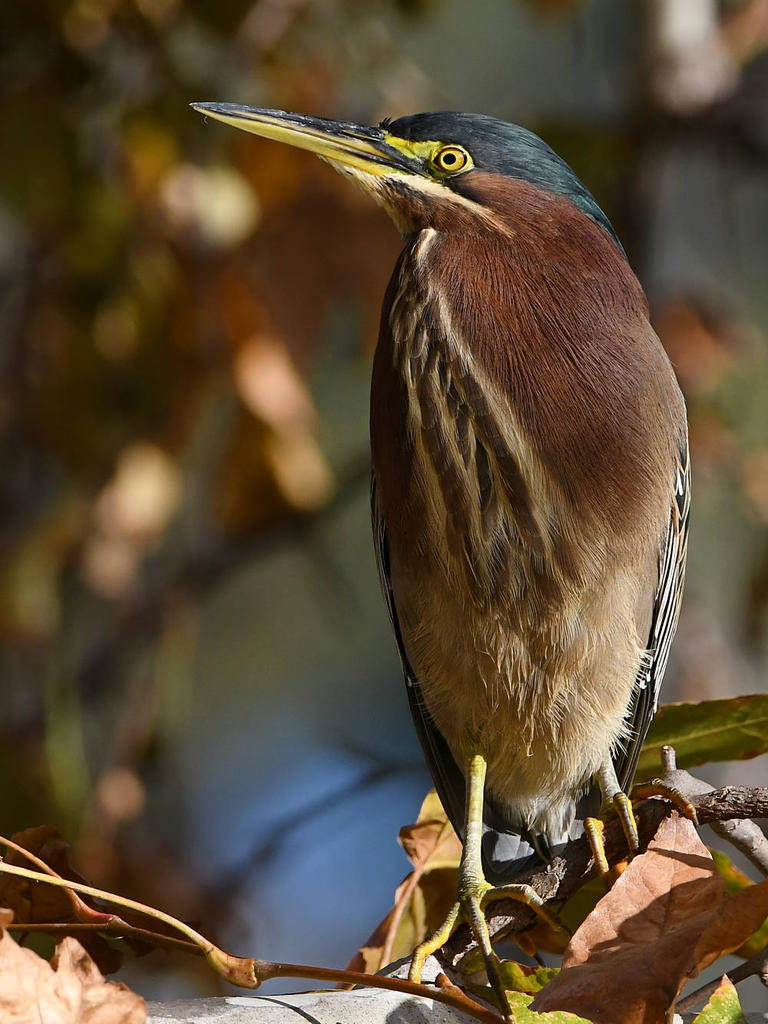 GreenHeron5.jpg