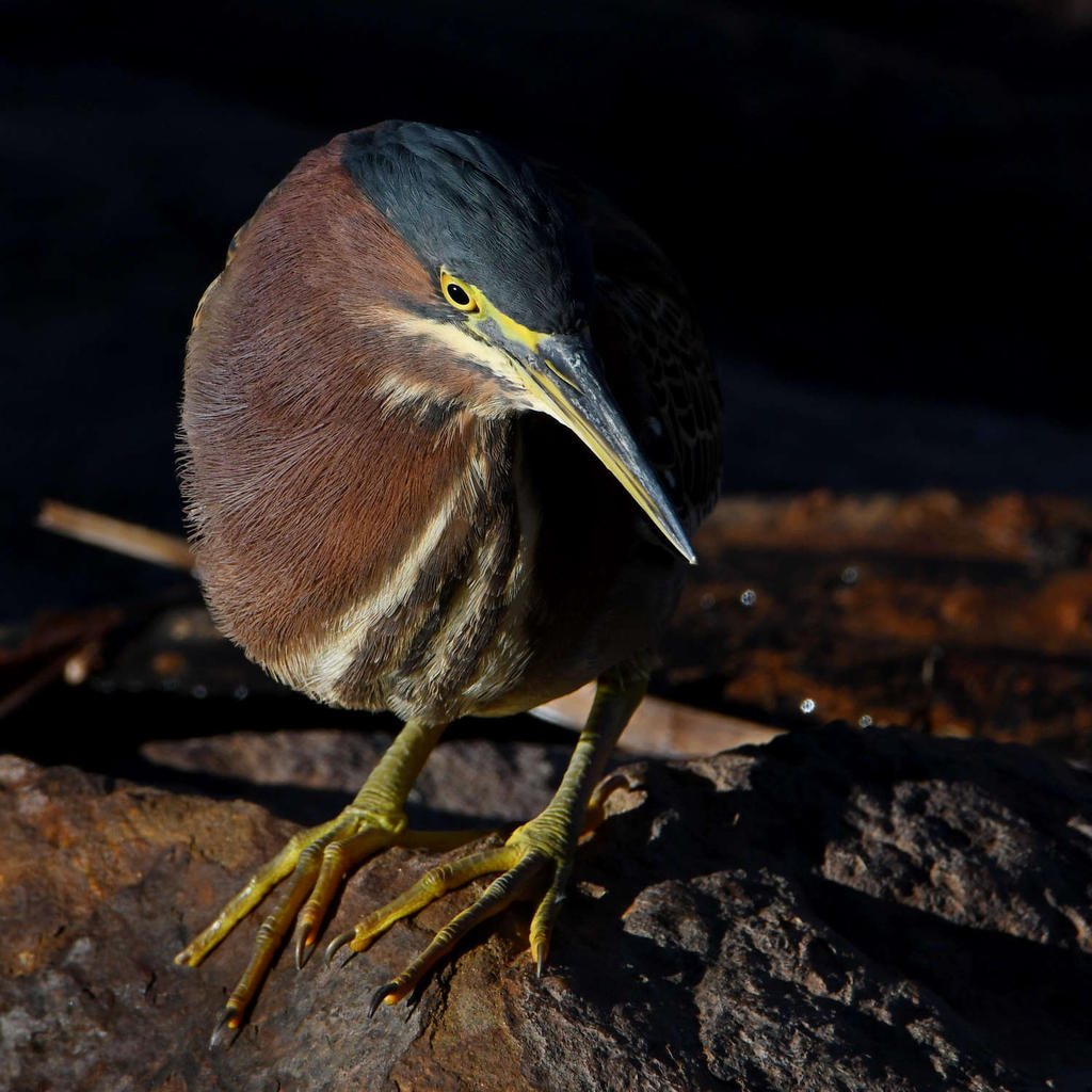 GreenHeron5.jpg