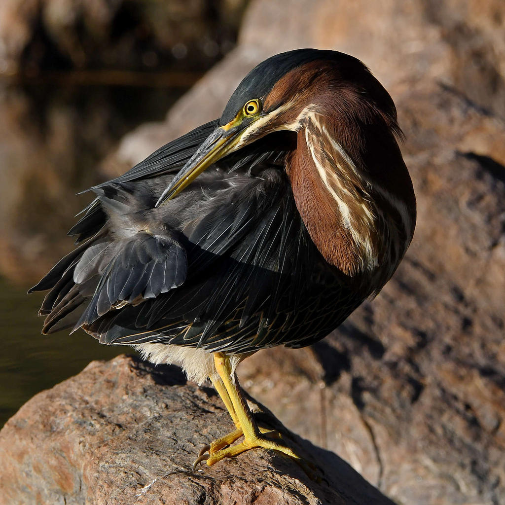 GreenHeron5.jpg