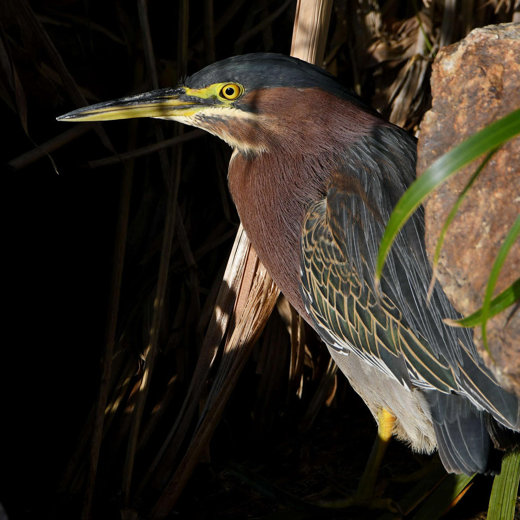 GreenHeron5.jpg
