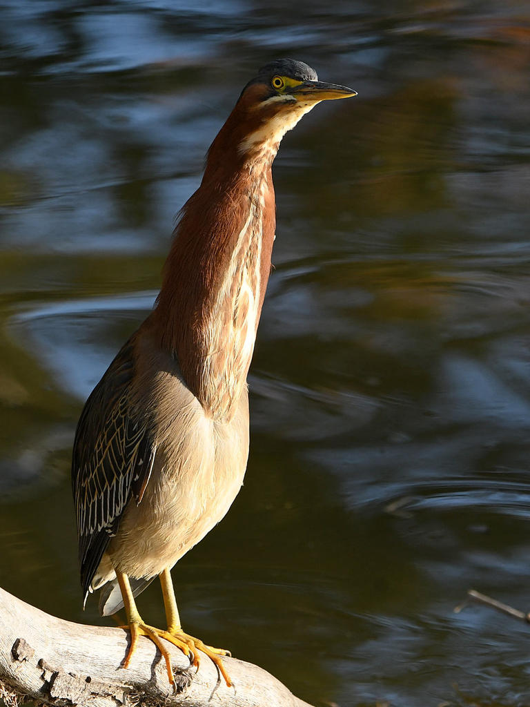 GreenHeron5.jpg
