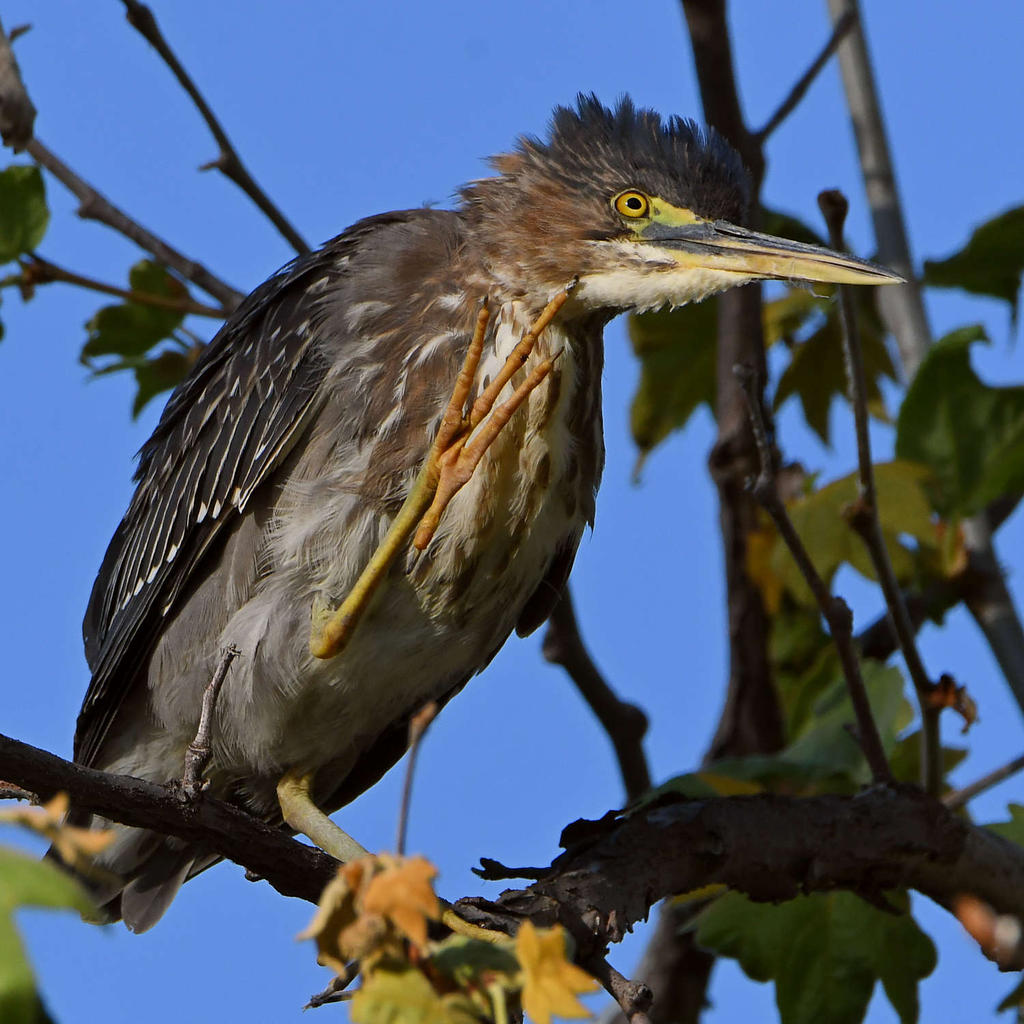 GreenHeron5.jpg