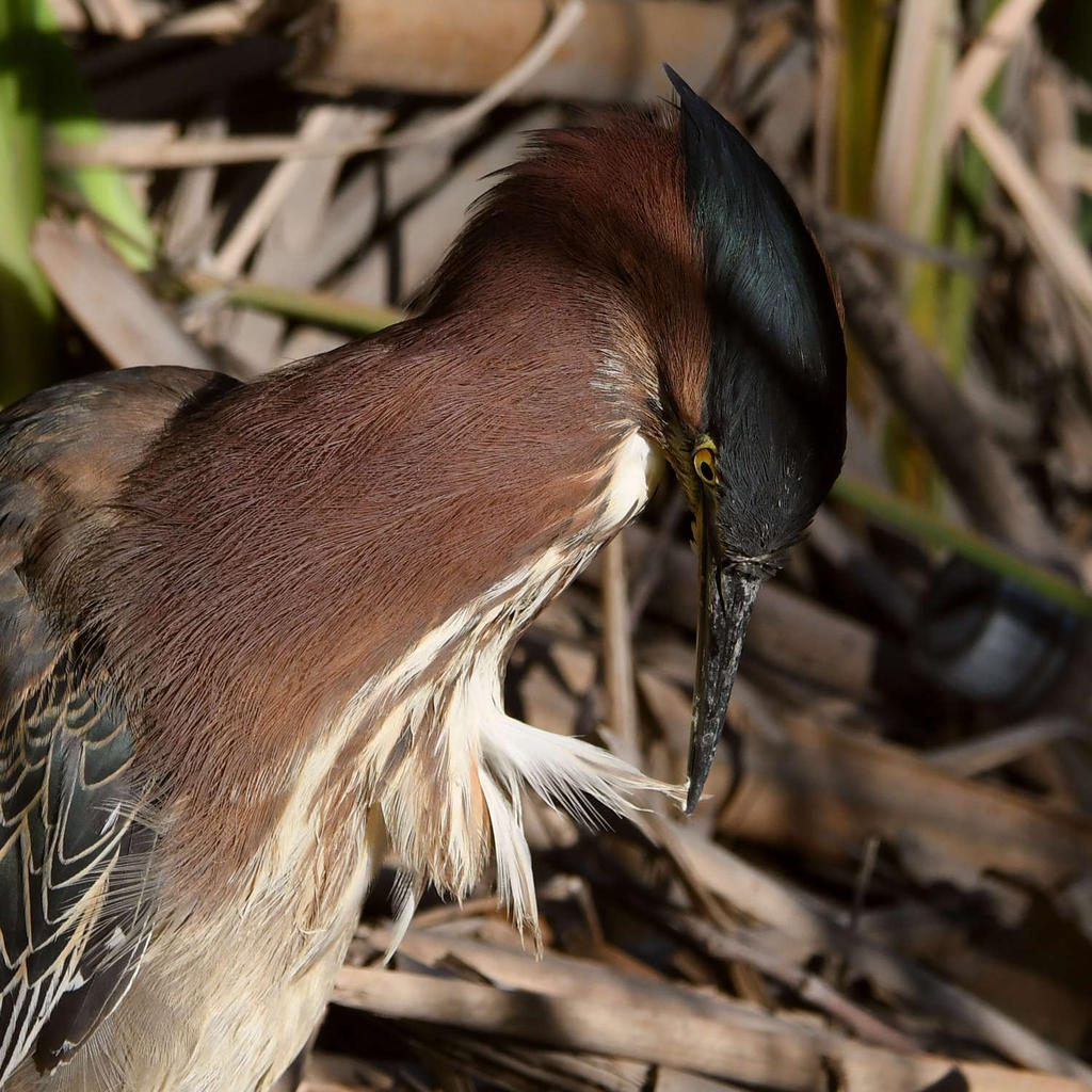 GreenHeron5.jpg