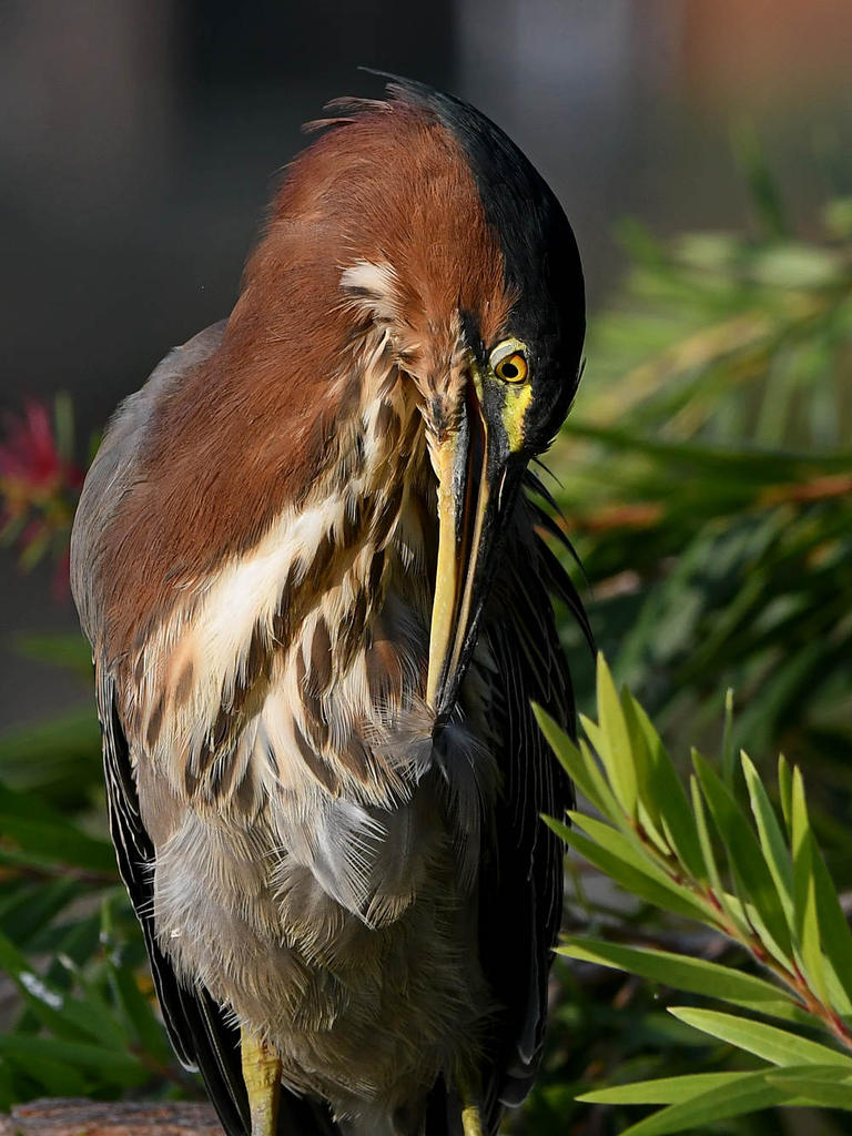 GreenHeron5.jpg