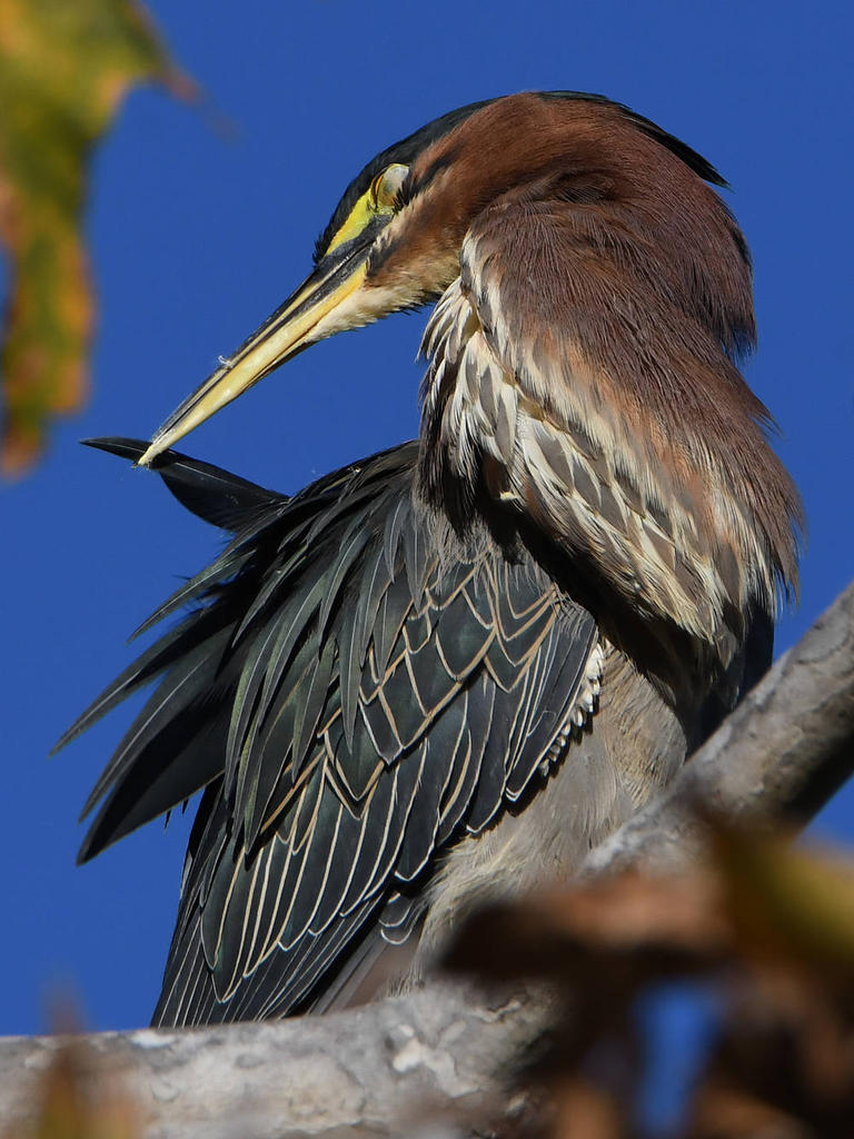 GreenHeron5.jpg
