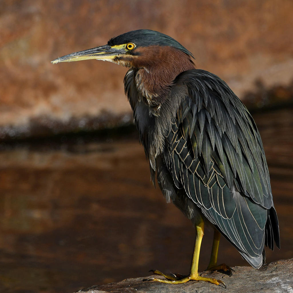 GreenHeron5.jpg