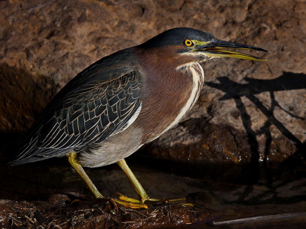 GreenHeron5.jpg