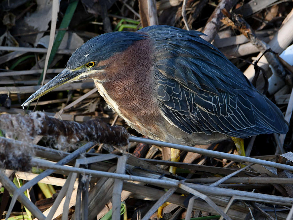 GreenHeron5.jpg