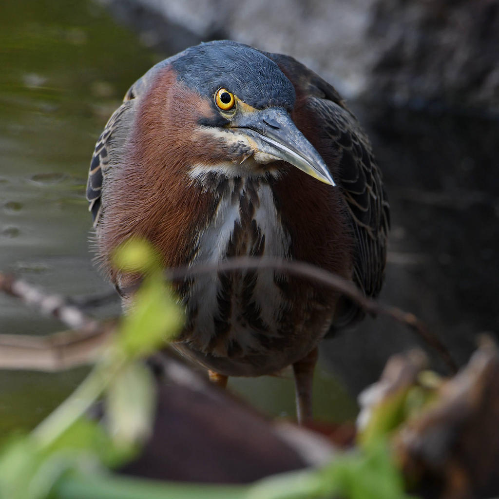 GreenHeron5.jpg