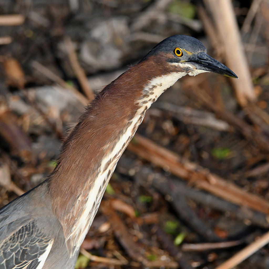 GreenHeron5.jpg