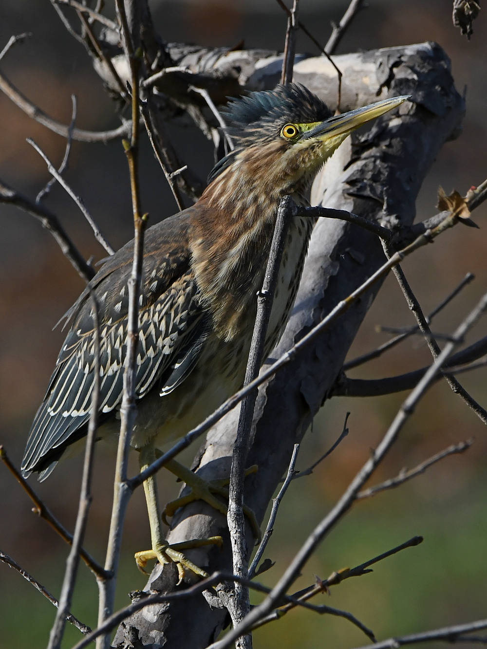 GreenHeron5.jpg