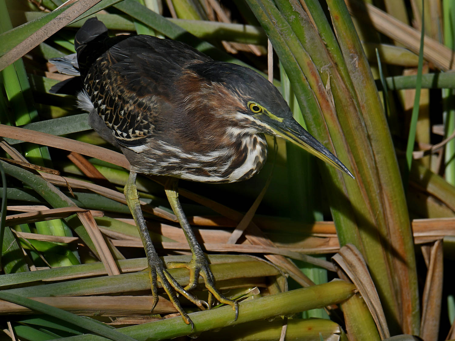 GreenHeron5.jpg